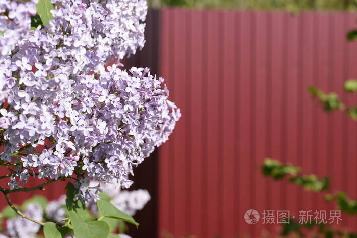 室外美丽的紫色丁香花。 枝上的丁香花