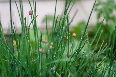 在花园里的小花与雨滴特写镜头图片
