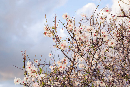 美丽的特写春天开花树