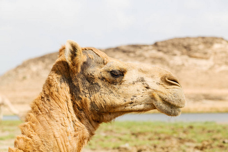 在阿曼骆驼空季沙漠附近免费骆驼