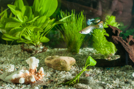 用鱼 天然植物和岩石的水族馆。热带的鱼。水族馆有绿色的植物