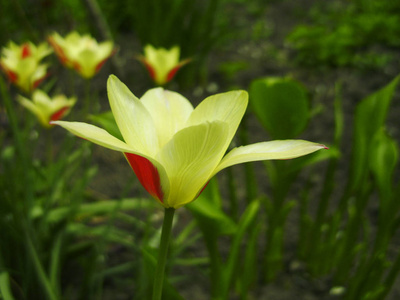 美丽的郁金香花束。五颜六色的郁金香生长在花园里。郁金香在春天的阳光下。背景花郁金香