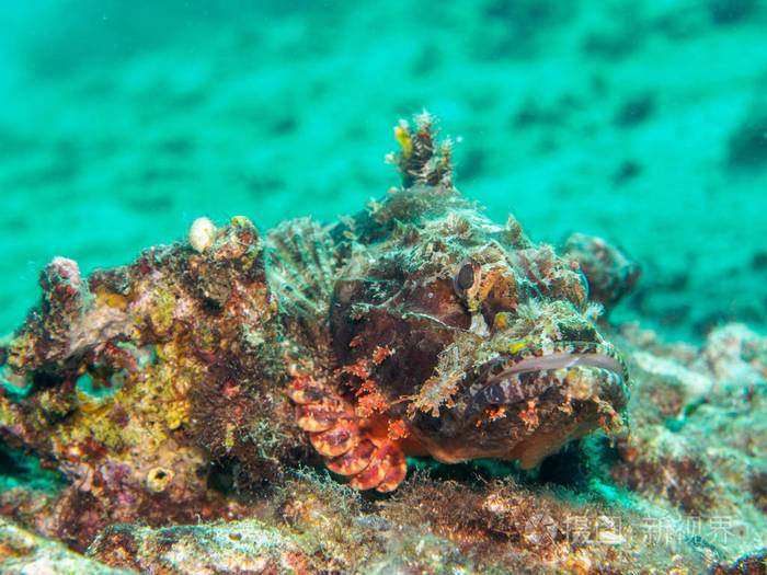 在菲律宾水下的石头