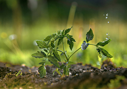 在温室花园浇水幼苗番茄