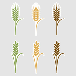 矢量图针织或麦穗无缝彩色图案.