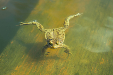 青蛙怒气冲冲地走出池塘爱好 脊椎动物 水下摄影 生活 摄影 盐水