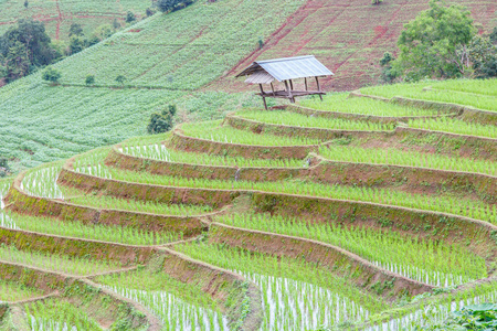 水稻的绿色梯田在 Pa Pong 丙，湄针，清迈，泰国
