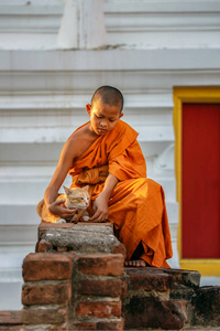 小沙弥古庙在大城府,泰国的猫猫照片