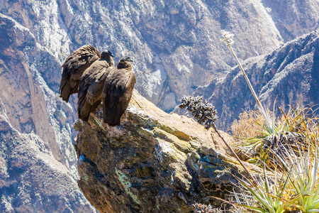 在 colca 峡谷坐，秘鲁，南美洲的三个秃鹰。这是地球上最大飞的鸟秃鹰