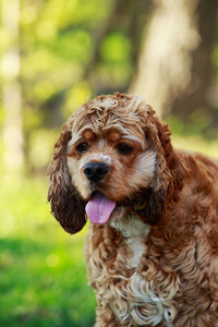 美国可卡犬的犬种