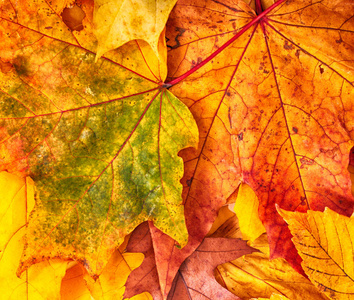 秋天的颜色树叶