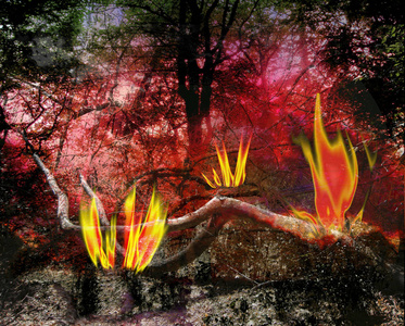 黑暗的森林景观与树木和火焰燃烧