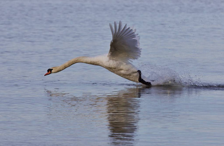 苔原天鹅迁移天鹅起飞在多瑙河三角洲, 罗马尼亚天鹅起飞美丽的白天鹅