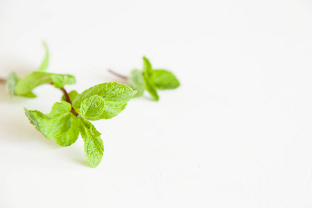 白色背景上孤立的薄荷枝。开放空间为您的文字，夏时制的