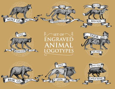 老式的标志，标志或徽章与野生动物老虎 狮子王 山猫猞猁豹和野猪 熊和狼，红狐狸手绘，大套刻