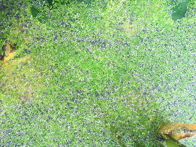 漂浮在水面上的阿佐拉蚊子蕨类植物水蕨类植物