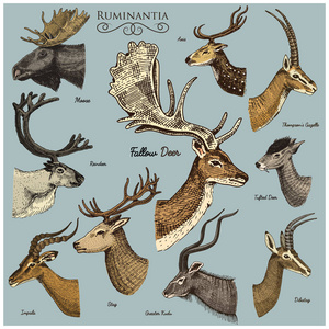 大套角 鹿角动物驼鹿或麋鹿与黑斑羚 瞪羚和更大捻角羚 休闲地鹿驯鹿和牡鹿，母鹿或狍 轴和 dibatag 手画 刻
