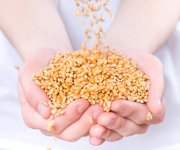 小麦籽粒的双手