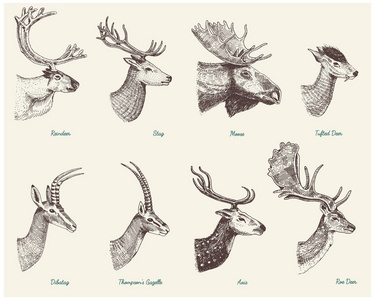 大套角 鹿角动物驼鹿或麋鹿与黑斑羚 瞪羚和更大捻角羚 休闲地鹿驯鹿和牡鹿，母鹿或狍 轴和 dibatag 手画 刻