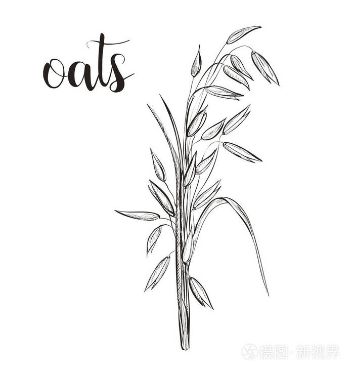 燕麦草绘手绘图.矢量