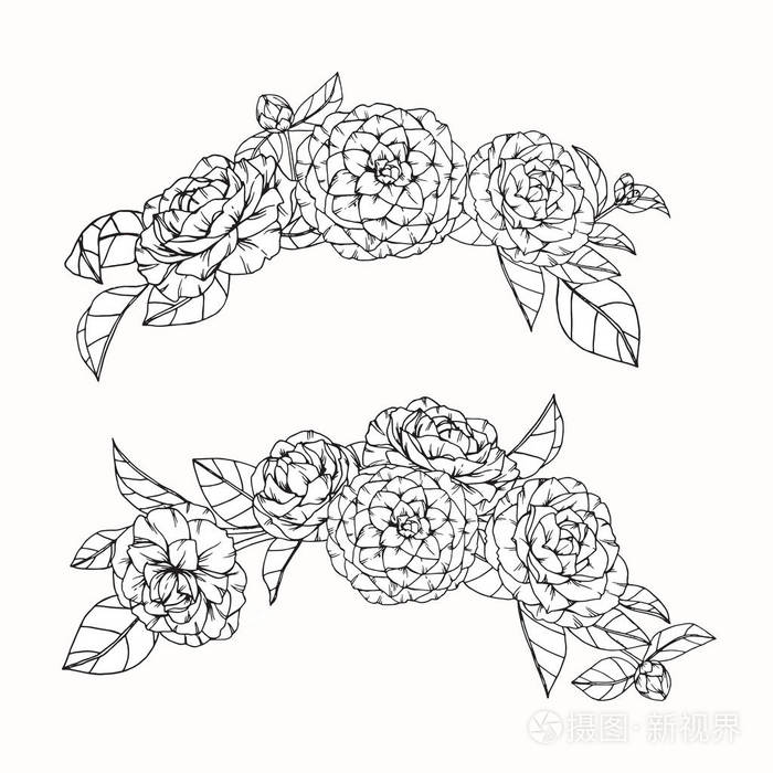 金花茶花朵绘画和素描与艺术线条