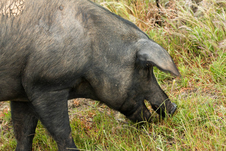 黑色的伊比利亚猪图片