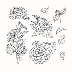 茶花素描图片-茶花素描素材-茶花素描插画-摄图新视界