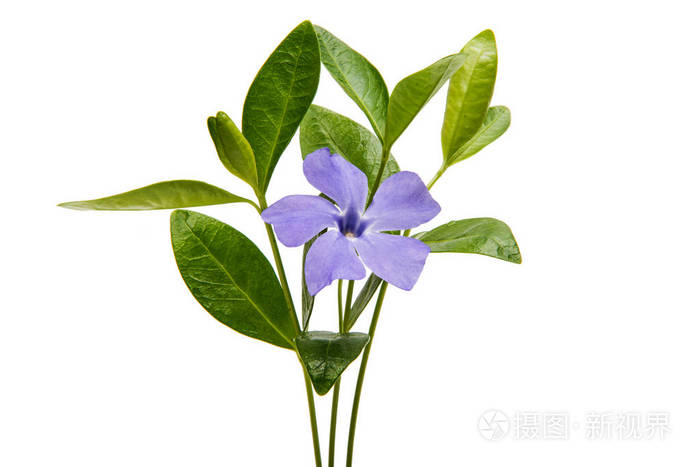 蓝色花蔓长春花照片 正版商用图片0ya9do 摄图新视界 蓝色花蔓长春花照片 正版商用图片0ya9do 摄图新视界
