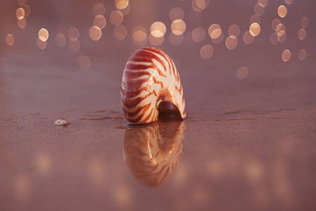 在海滩上的贝壳鹦鹉螺图片