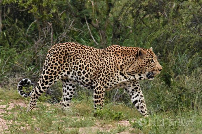 走出画笔的大型雄豹