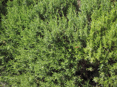 迷迭香(迷迭香)木本多年生草本植物照片