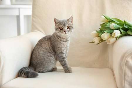 恋上花猫咪图片 恋上花猫咪素材 恋上花猫咪插画 摄图新视界