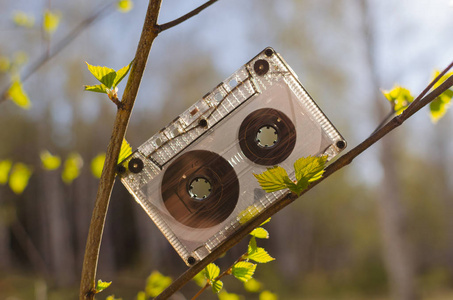 白桦树的树枝上的音频盒式磁带