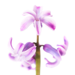 春天花紫色风信子