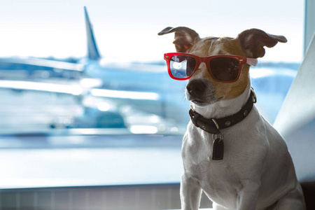 狗在机场航站楼在度假