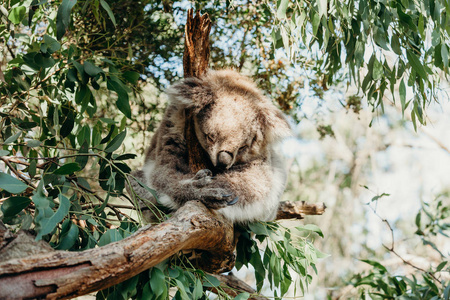 澳大利亚考拉睡觉时抓桉树树分支
