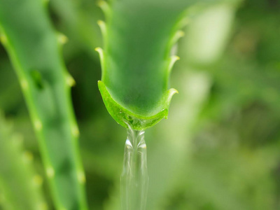 芦荟油滴下清汁