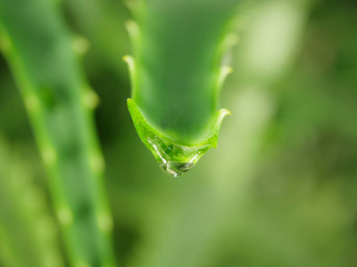 芦荟油滴下清汁