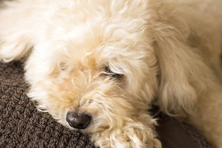 可爱的玩具贵宾犬躺在沙发上放松
