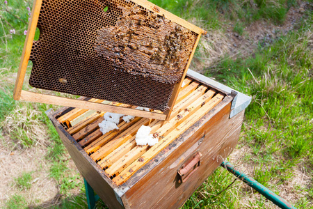 蜂巢打开打开蜂箱养蜂照片