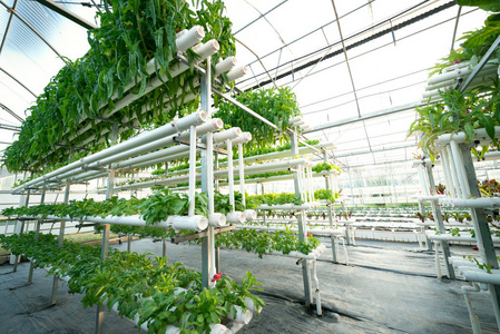 蔬菜植物生长在温室女巫由金属型材照片