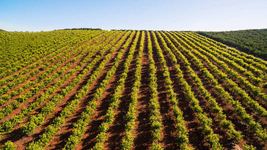 桔子树种植园在 5 月在葡萄牙阿尔加维，鸟瞰图