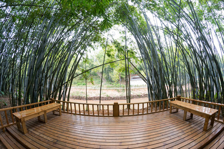 竹类植物在亚洲的背景