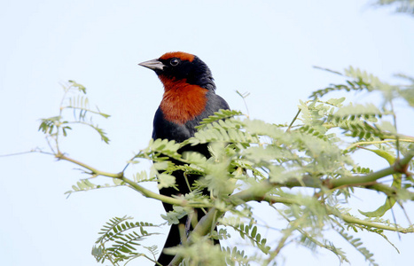 在绿枝上鸟 chrysomus ruficapillus