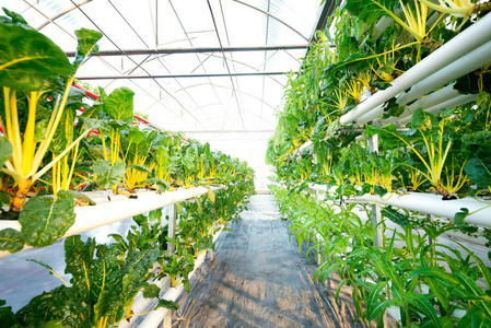 蔬菜植物生长在温室女巫由金属型材