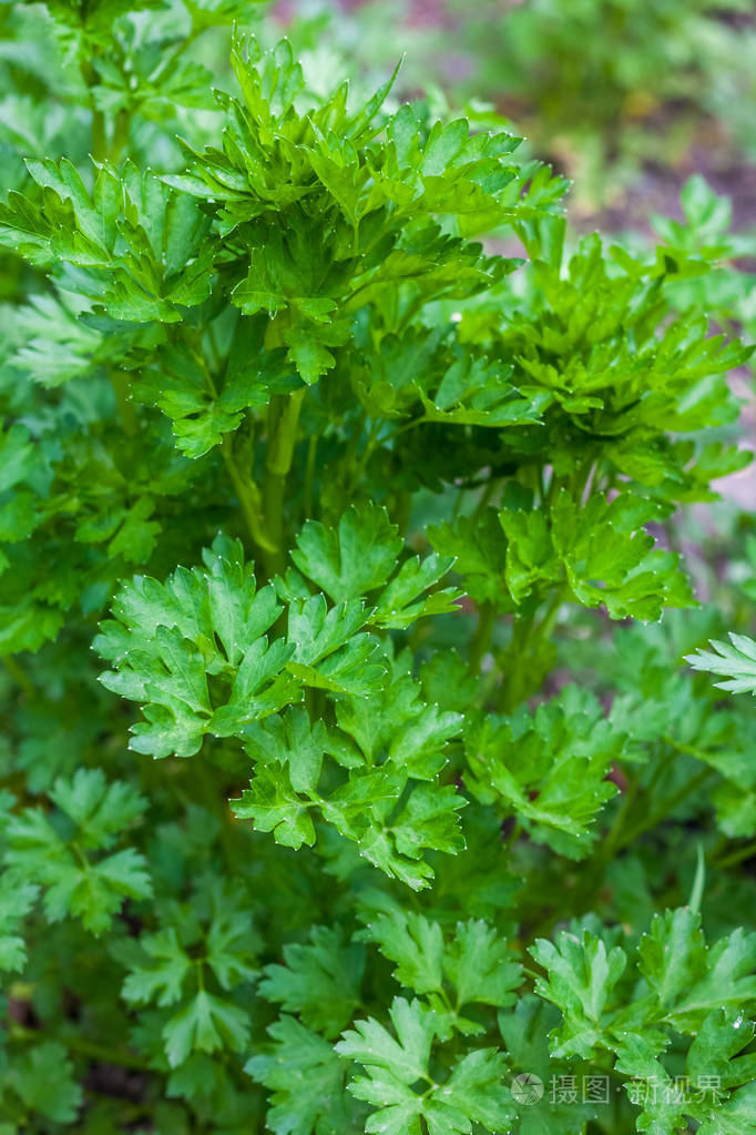 新鲜的年轻的欧芹绿色蔬菜的叶子