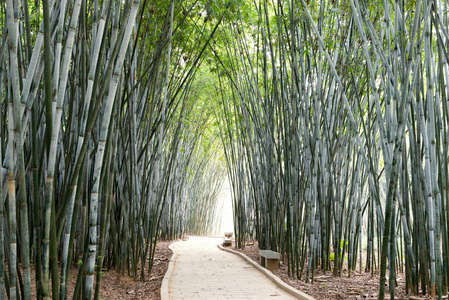 竹类植物在亚洲的背景