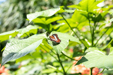 美丽的异国热带蝴蝶，在公园的巴厘岛，印度尼西亚