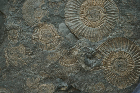 亚扪人化石纹理图片