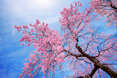 樱桃花, 柔和的焦点, 春天的樱花季节照片